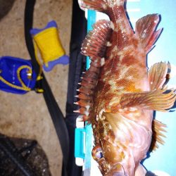 アジ不在でガシリングメバリング