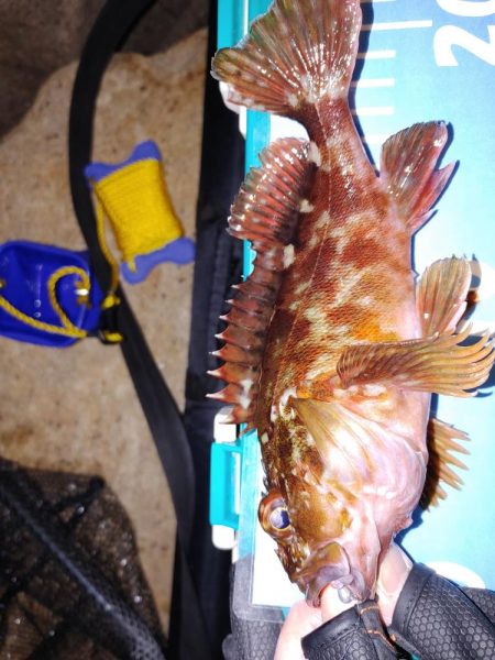 アジ不在でガシリングメバリング