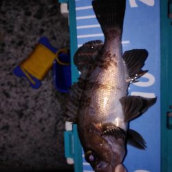 メバリング、アジもいた