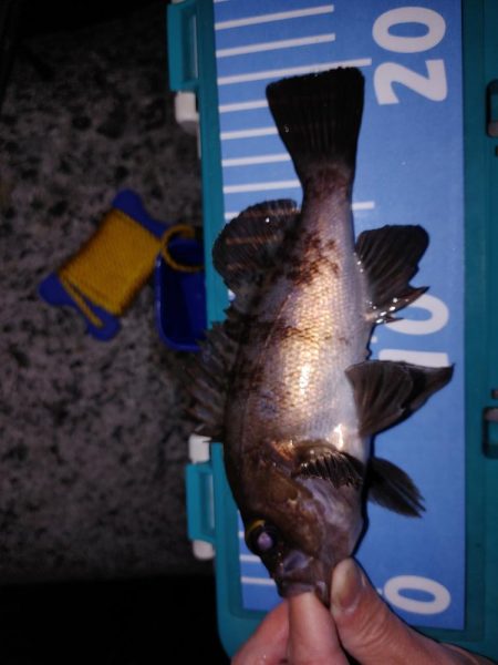 メバリング、アジもいた