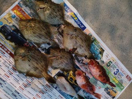 えさ政よりカワハギ釣り