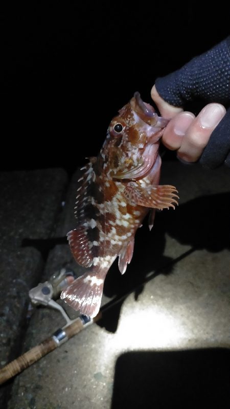 お祭り終わるも思わぬ大物が！