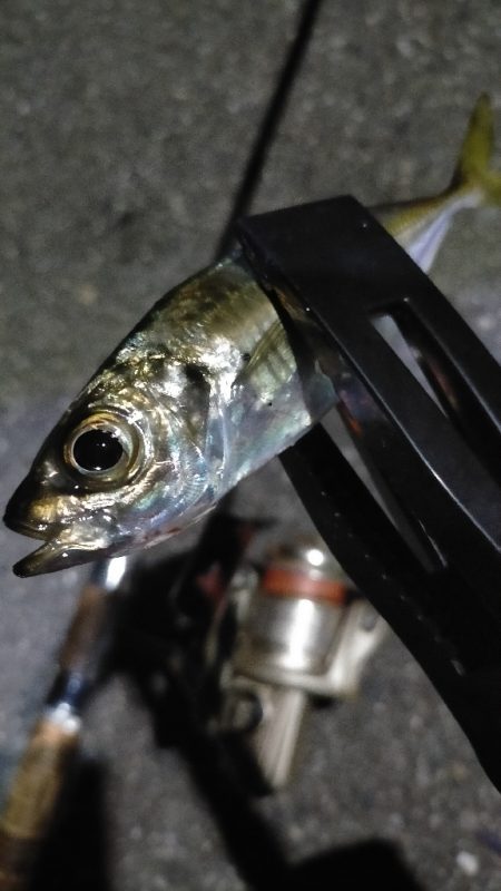 仕事終わりに初釣り場にて。