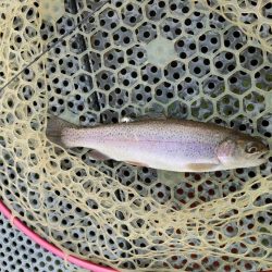 激渋の原因はターンオーバー？