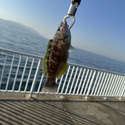 カワハギはシーズンアウト？