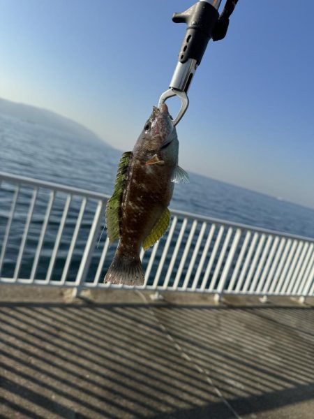 カワハギはシーズンアウト？