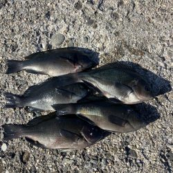 たかたかの釣り日記