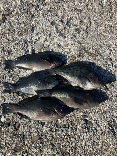 たかたかの釣り日記