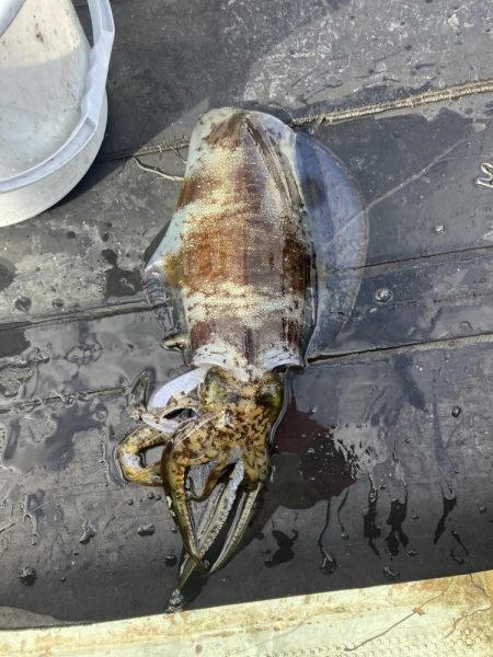 たかたかの釣り日記