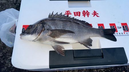 チヌ釣り