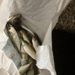 ロッジ舞洲サビキアジ釣り夜釣り