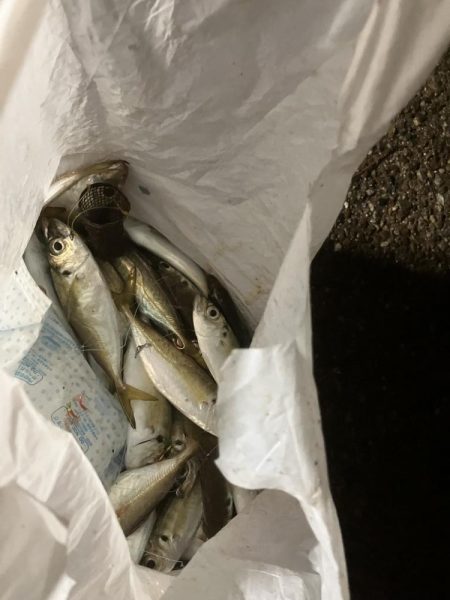 ロッジ舞洲サビキアジ釣り夜釣り