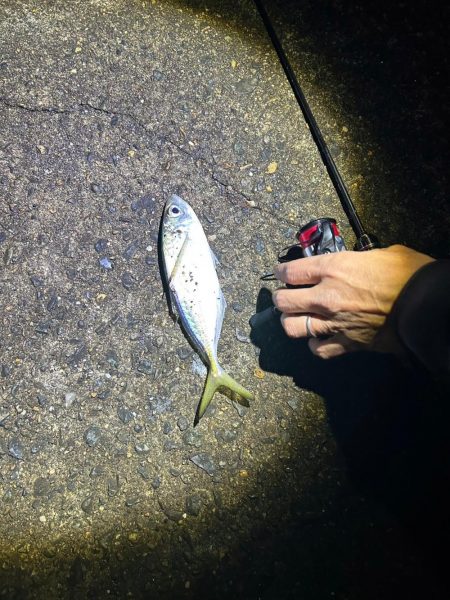 今日もアジング