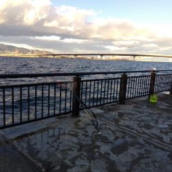 スズキもメジロも