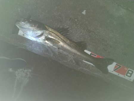 冬シーバス調査②