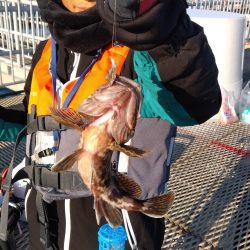 カワハギ釣れました