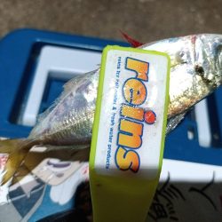 2023/12/02 南港ライトゲーム釣行 (アジ狙い)