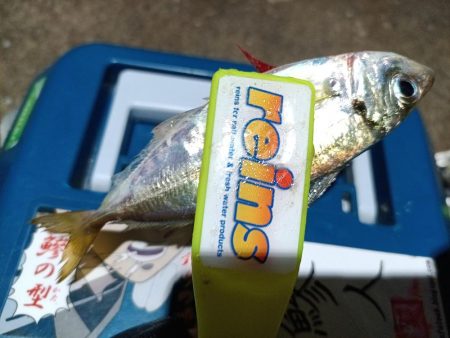 2023/12/02 南港ライトゲーム釣行 (アジ狙い)