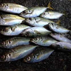 冬のアジング修行