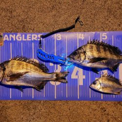 今治出張中、休み取れましたのでフカセ釣り第3戦✨