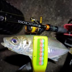 2023/12/04 南港ライトゲーム釣行 (アジ狙い)