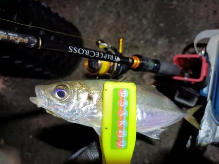 2023/12/04 南港ライトゲーム釣行 (アジ狙い)