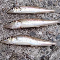 近場のキスが厳しくなりました