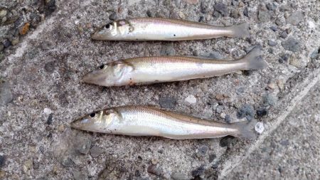 近場のキスが厳しくなりました