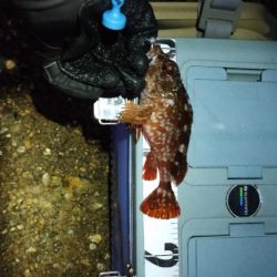 なんとかガシラ