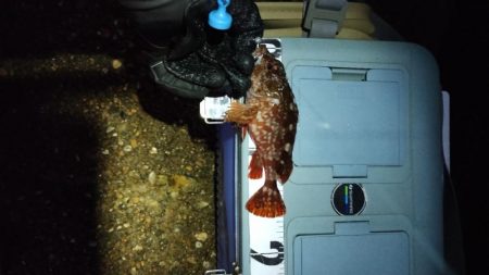 なんとかガシラ