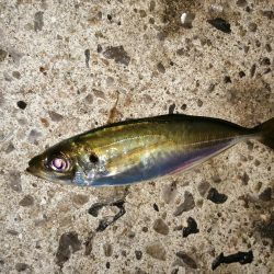 まだ釣れてます