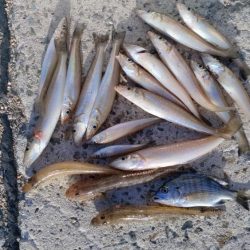 シーズン５回目の淡路釣行