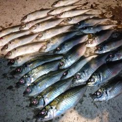 今夜はパターン掴んでボコボコ