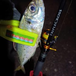 2023/12/08 南港ライトゲーム釣行 (アジ狙い)