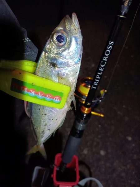 2023/12/08 南港ライトゲーム釣行 (アジ狙い)