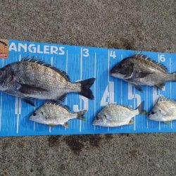 今治出張中、休み取れましたのでフカセ釣り第4戦✨