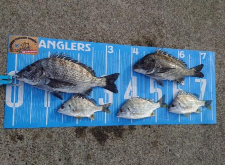 今治出張中、休み取れましたのでフカセ釣り第4戦✨