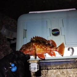 ガシラとは仲良し