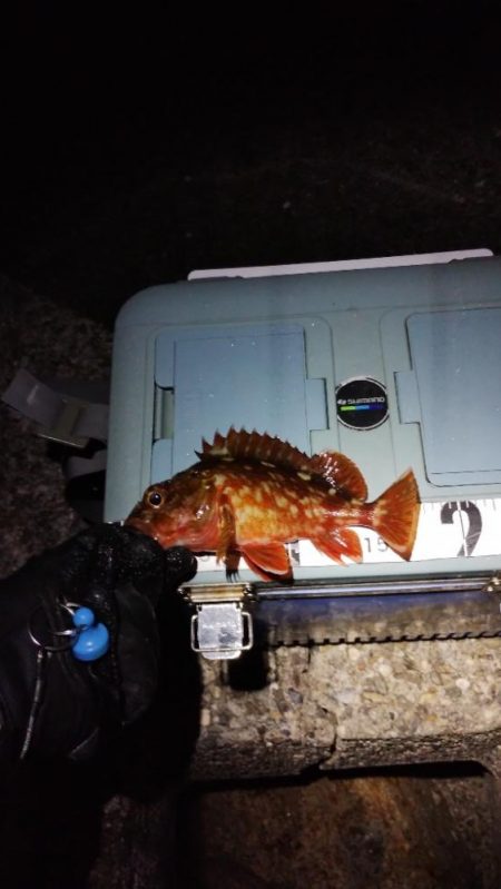 ガシラとは仲良し