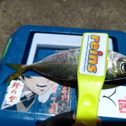 2023/12/09 南港ライトゲーム釣行 (アジ狙い)