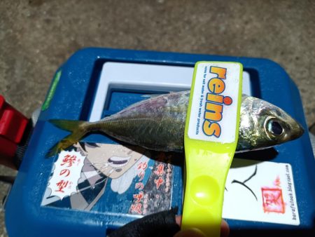 2023/12/09 南港ライトゲーム釣行…