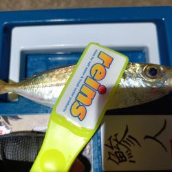 2023/12/10 南港ライトゲーム釣行 (アジ狙い)