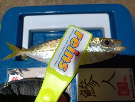 2023/12/10 南港ライトゲーム釣行…