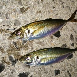 いい意味でいつも通りです