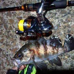 2023/12/12 南港ライトゲーム釣行 (ロックフィッシュ狙い!)