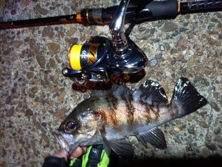 2023/12/12 南港ライトゲーム釣行…