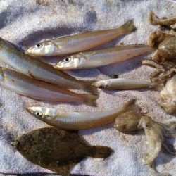 魚住漁港のキス調査