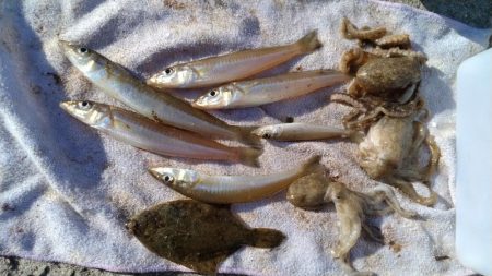 魚住漁港のキス調査