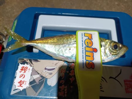 2023/12/13 南港ライトゲーム釣行 (アジ狙い)