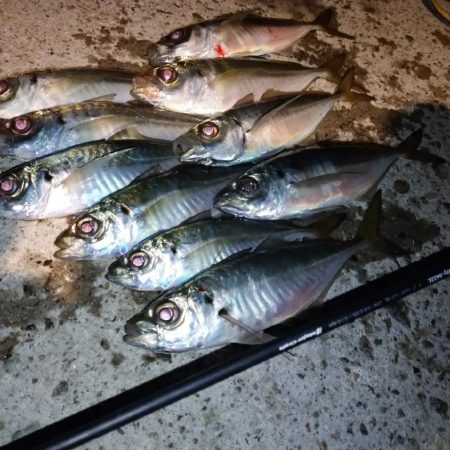 鯵道1Gでアジング